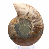 Ammonite polie : Géométrie marine de Madagascar