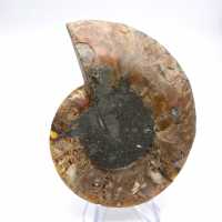 Ammonite imposante de Madagascar : Pureté fossile