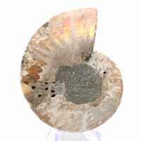 Ammonite de Madagascar : Douceur et Authenticité
