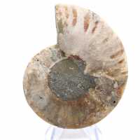 Ammonite fossile de Mahajanga : Équilibre Minéral