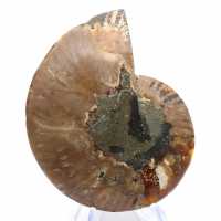 Ammonite de Madagascar : Rythme et Sédimentation Ammonite de Madagascar : Rythme et Sédimentation