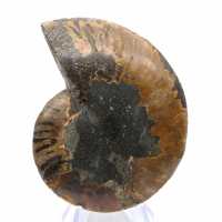 Fossile d'Ammonite polie : Densité et Détails