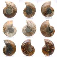 Ammonite polie : Géométrie marine de Madagascar