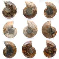 Ammonite polie : Géométrie marine de Madagascar