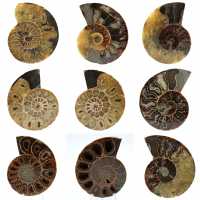Ammonite de Madagascar