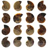 Ammonite