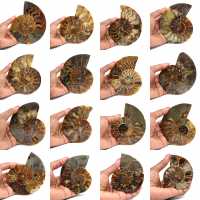 Ammonite fossilisée polie