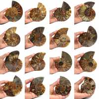 Ammonite fossilisée polie
