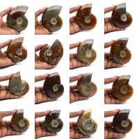 Ammonite polie entière de Madagascar