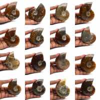 Ammonite polie entière de Madagascar