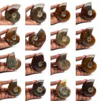 Ammonite polie entière de Madagascar