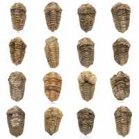 Fossile de trilobite Maroc