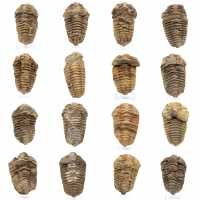 Fossile de trilobite Maroc