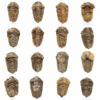 Fossile de trilobite Maroc