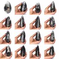 Fossile d’orthocéras du Maroc