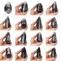 Fossile d’orthocéras du Maroc Fossile d’orthocéras du Maroc