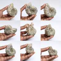 Ammonites Douvilleiceras inaequinodum