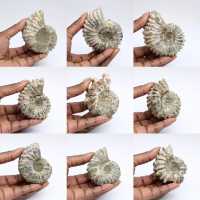 Ammonites Douvilleiceras inaequinodum