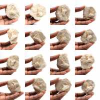 Dent fossile d’Otodus