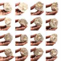 Dent fossile d’Otodus