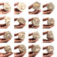 Dent fossile d’Otodus