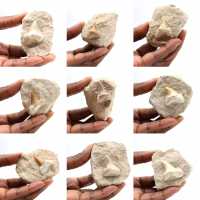 Dent fossile d’Otodus du Maroc