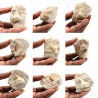 Dent fossile d’Otodus du Maroc