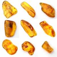 Galet Ambre jaune de Lituanie pour collection de fossiles