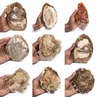 Tranche de bois pétrifié poli, petit ornement fossile, Madagascar