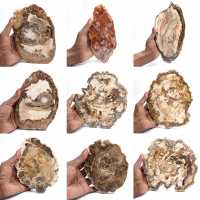 Tranche de bois pétrifié poli, petit ornement fossile, Madagascar Tranche de bois pétrifié poli, petit ornement fossile, Madagascar