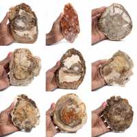 Tranche de bois pétrifié poli, petit ornement fossile, Madagascar Tranche de bois pétrifié poli, petit ornement fossile, Madagascar