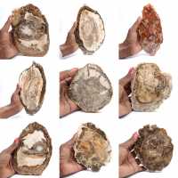 Tranche de bois pétrifié poli, petit ornement fossile, Madagascar Tranche de bois pétrifié poli, petit ornement fossile, Madagascar