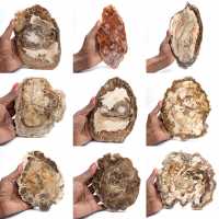 Tranche de bois pétrifié poli, petit ornement fossile, Madagascar