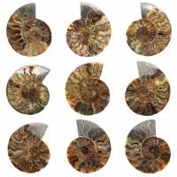 Ammonite Fossile Sciée Polie – Éclat Naturel de Madagascar
