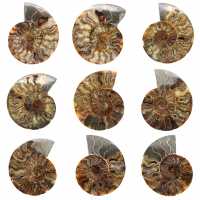 Ammonite Fossile Sciée Polie – Éclat Naturel de Madagascar