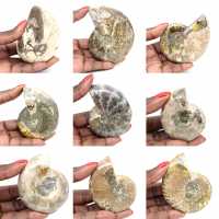 Spécimen d'Ammonite de Madagascar - Fossile Poli pour Collectionneur