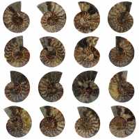 Ammonite naturelle polie fossile