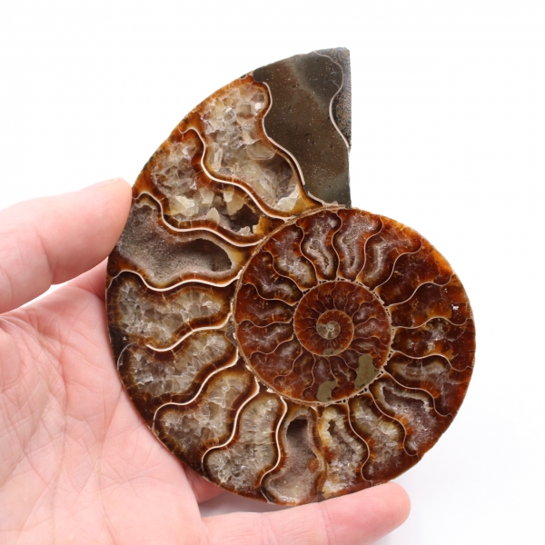 Fossile d'ammonite sciée et polie