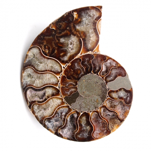 Fossile d'ammonite sciée et polie