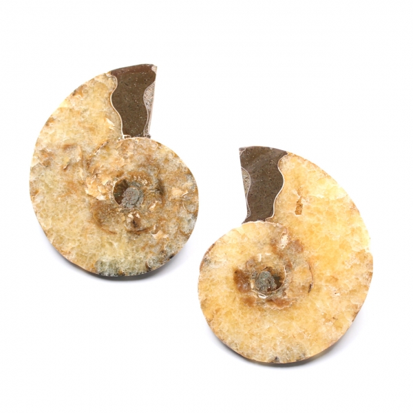 Fossile d'ammonite double sciée et polie