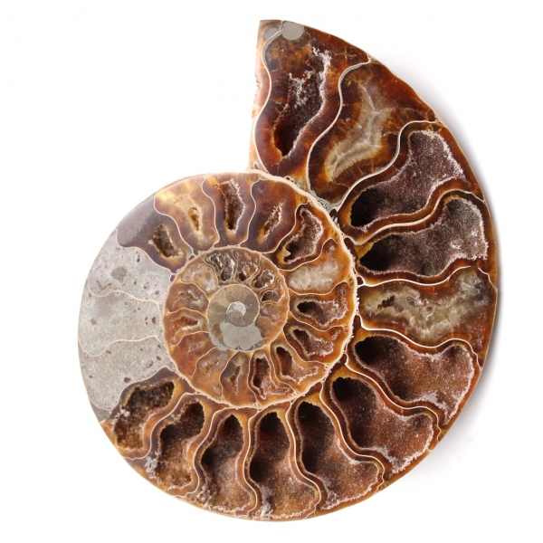 Fossile d'ammonite double sciée et polie