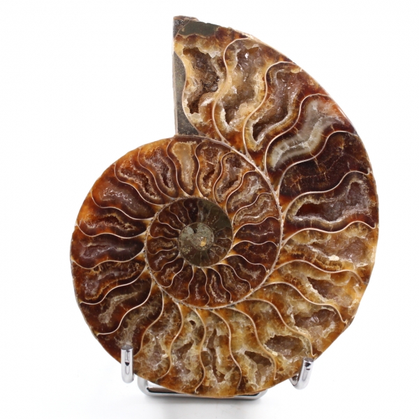Ammonite sciée et polie une pièce