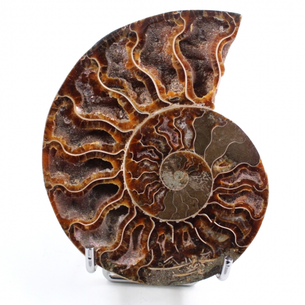 Ammonite sciée et polie une pièce