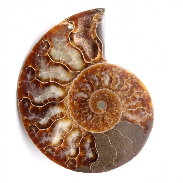 Fossile d'ammonite polie et sciée