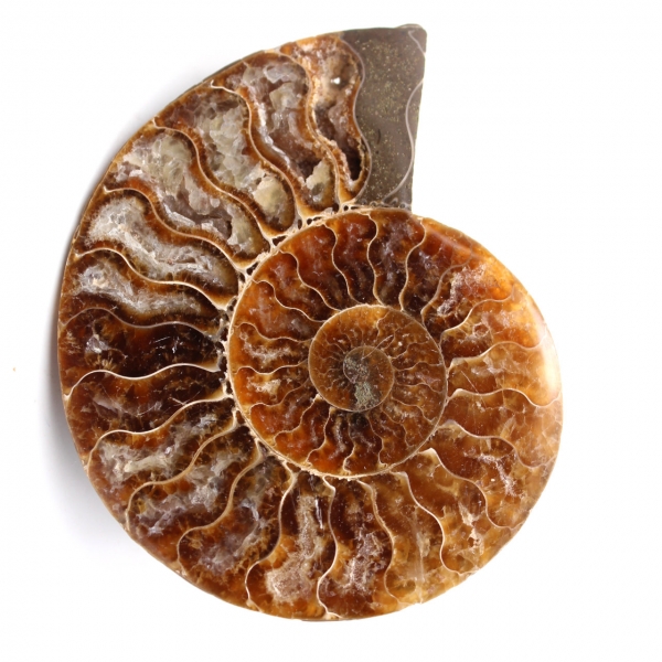 Fossile d'ammonite polie et sciée