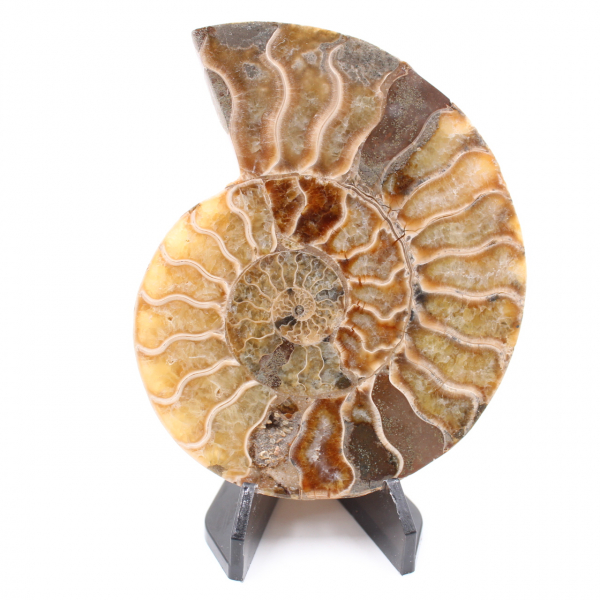 Fossile poli d'Ammonite