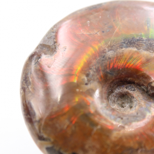 Petite ammonite nacrée entière