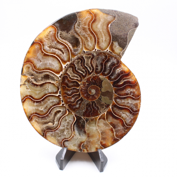 Ammonite coupée une pièce