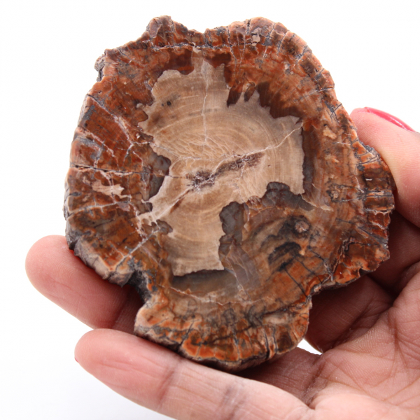 Tranche de bois fossile pétrifiée