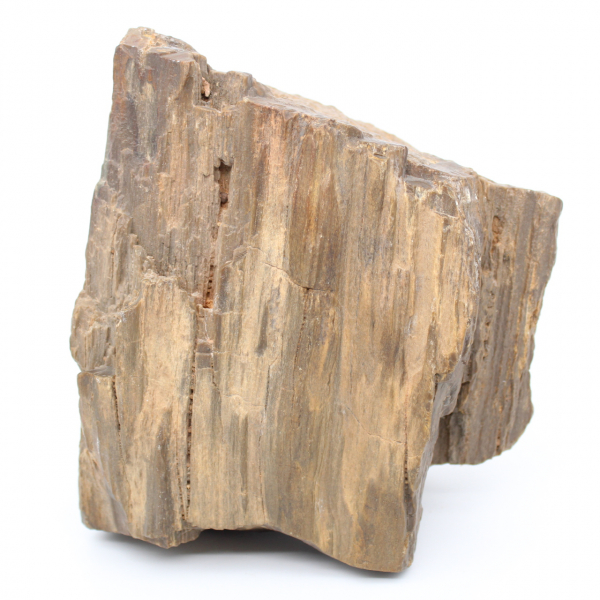 Bloc de bois fossile d’Arizona